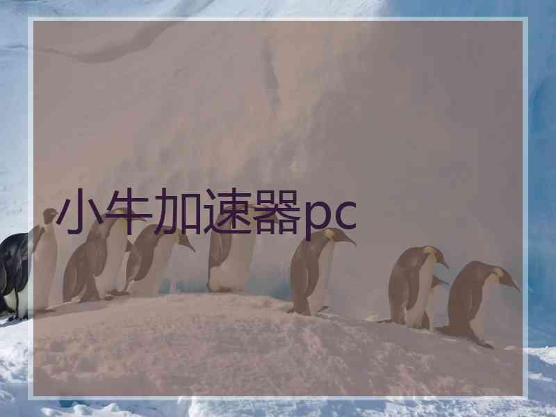 小牛加速器pc